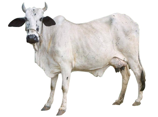 Bachaur