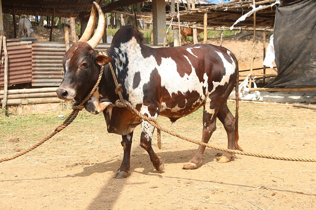 Bargur