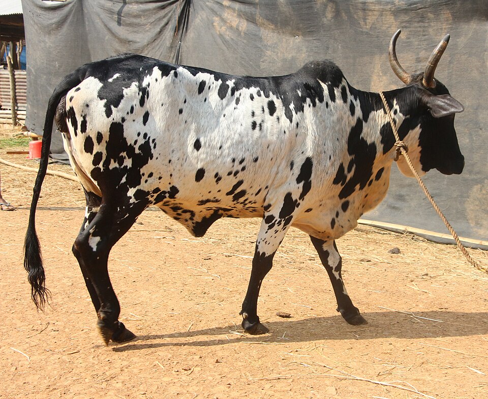 Dangi