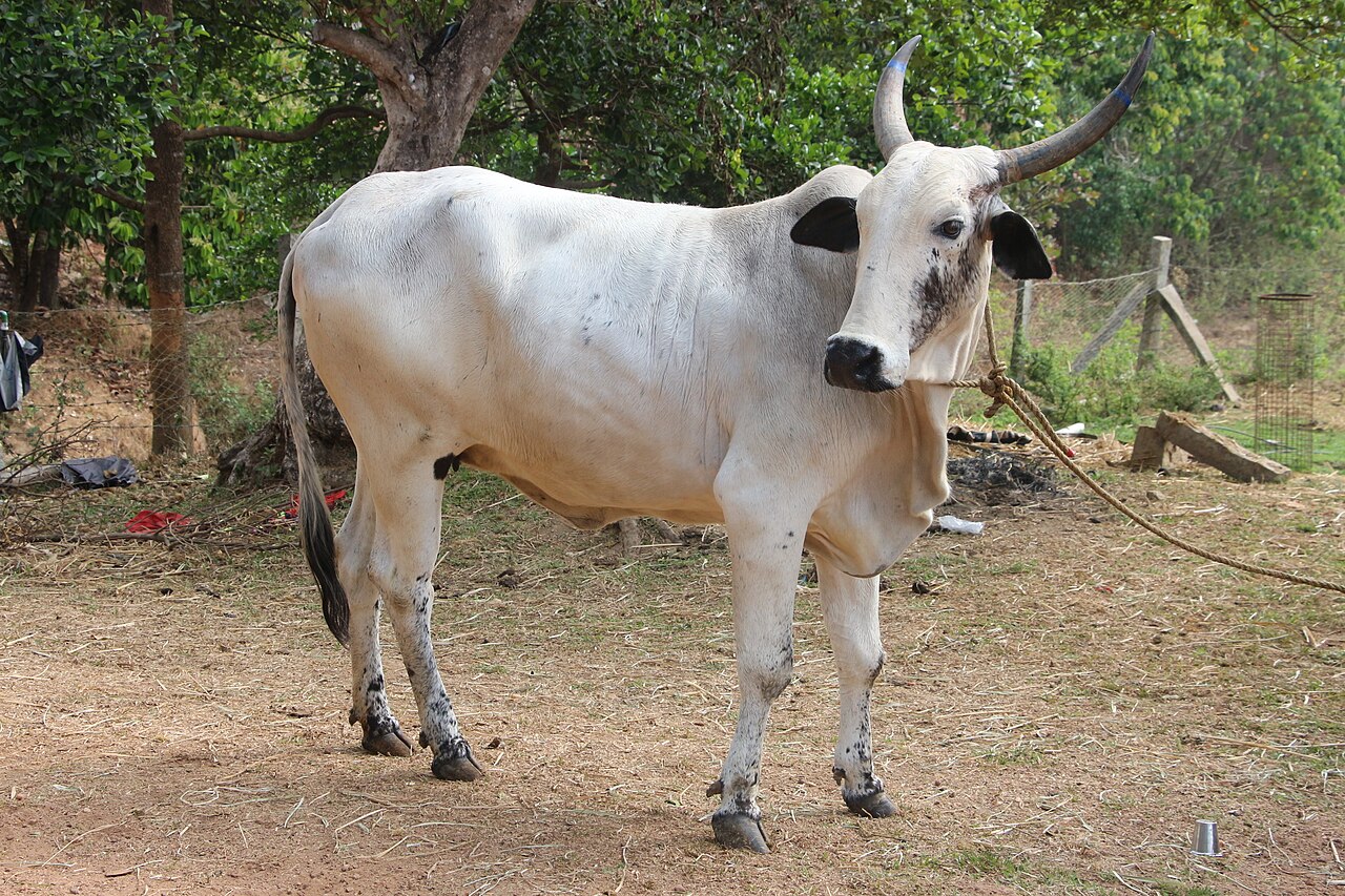 Deoni