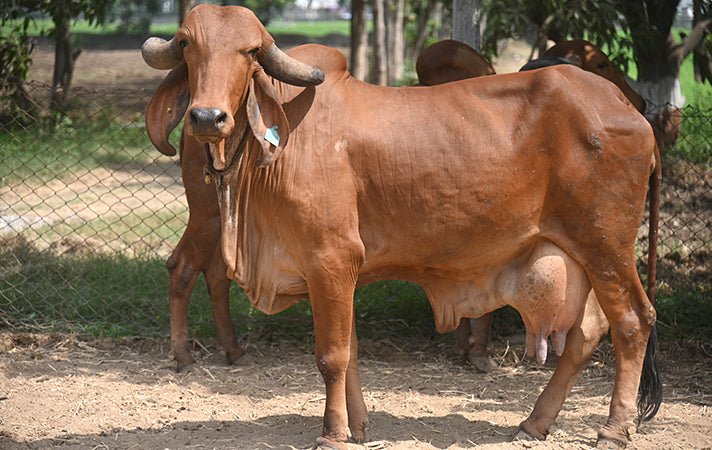 Gir — Indigenous Cattle Breed, Gujarat