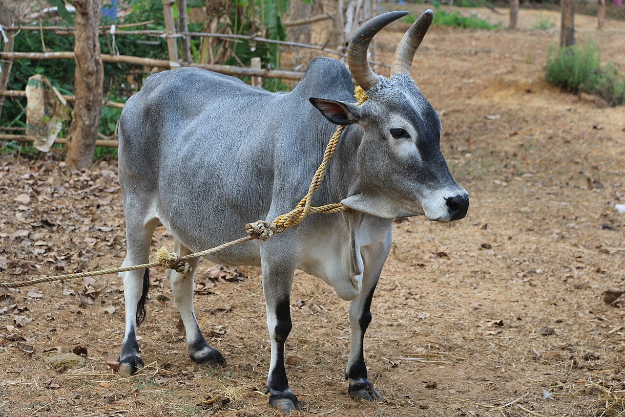Kangayam