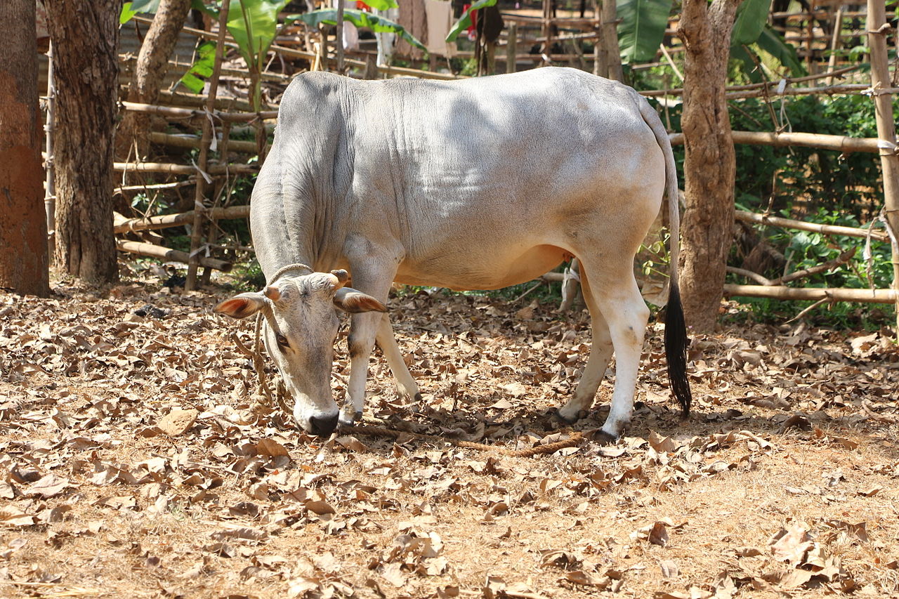 Kenkatha
