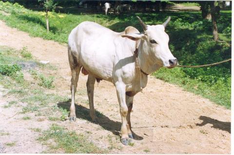 Kherigarh