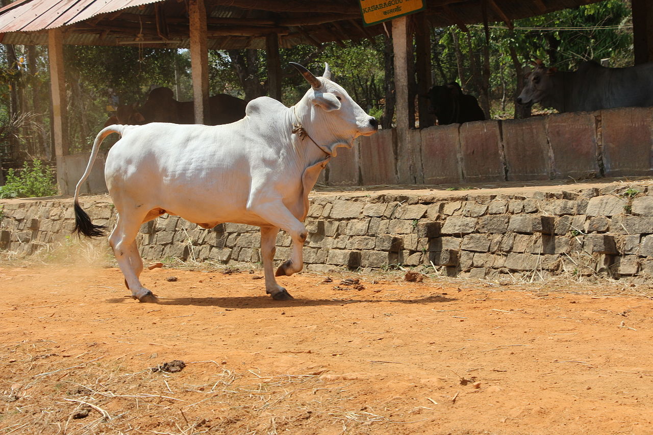 Malvi