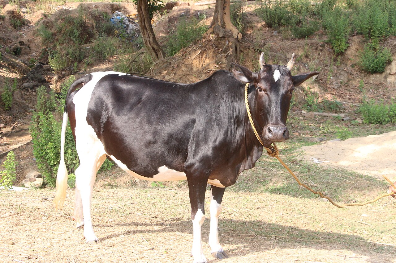 Ponwar