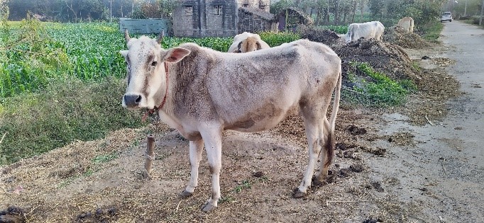 Purnea