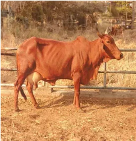 Red Sindhi — Pan-India (Organized Farms) Red Sindhi