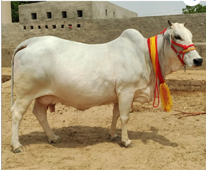 Tharparkar — Rajasthan Tharparkar