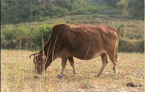 Badri