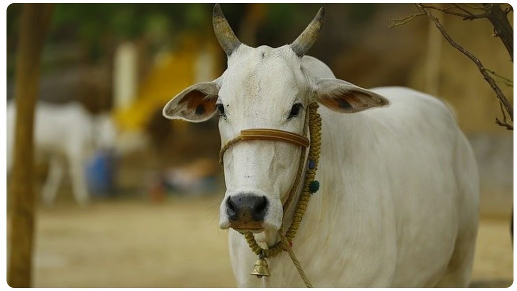 Kathani