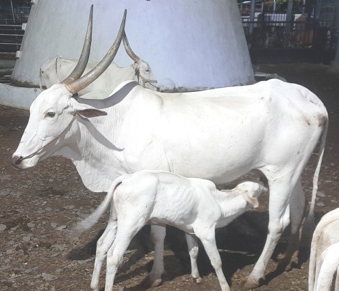 Khillar