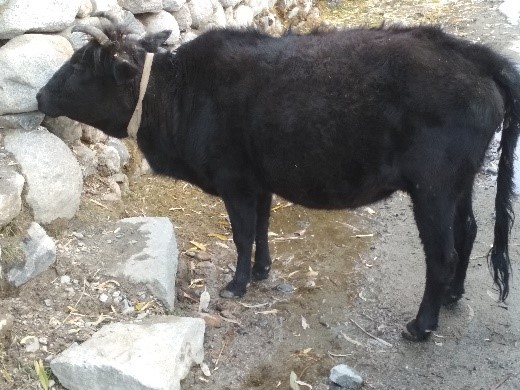 Ladakhi