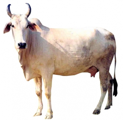 Mewati