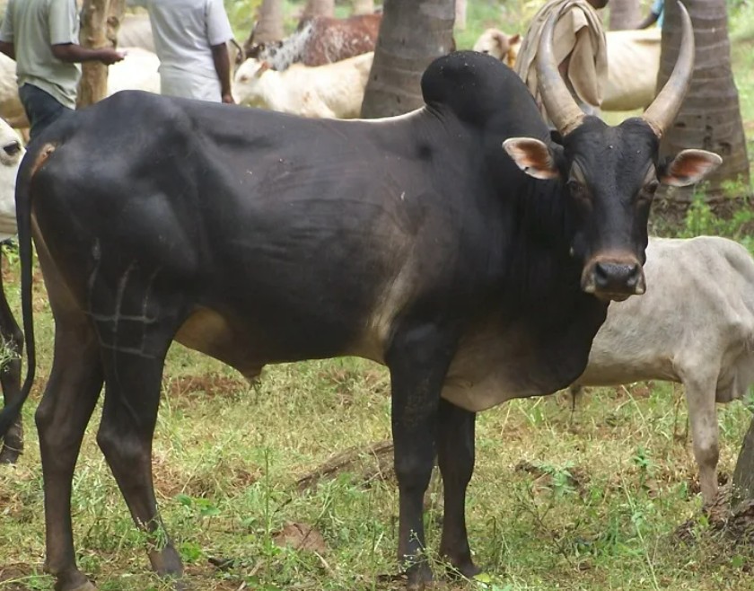 Pulikulam
