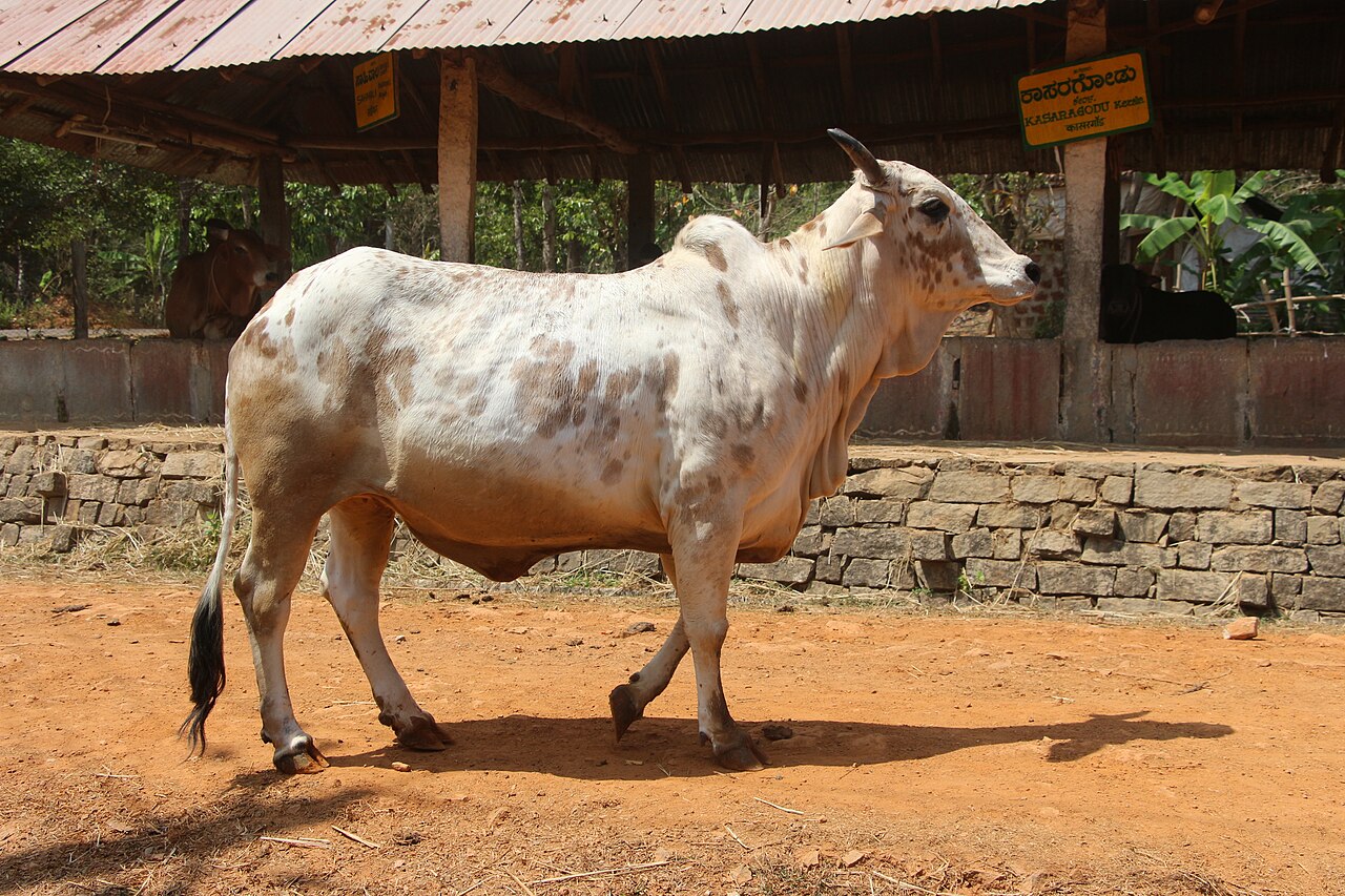 Rathi