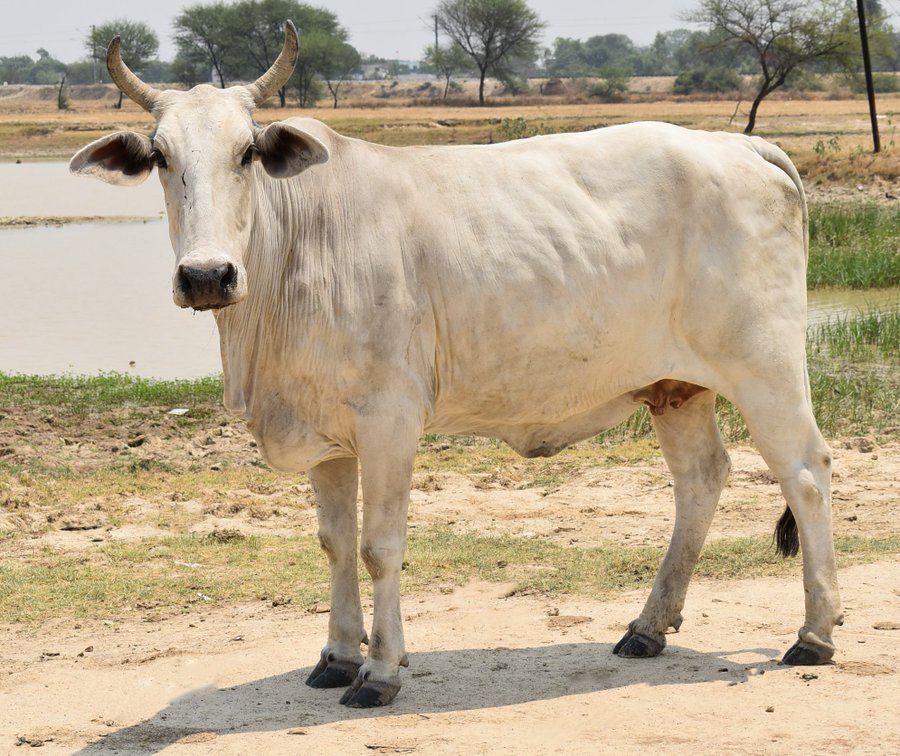 Rohilkhandi