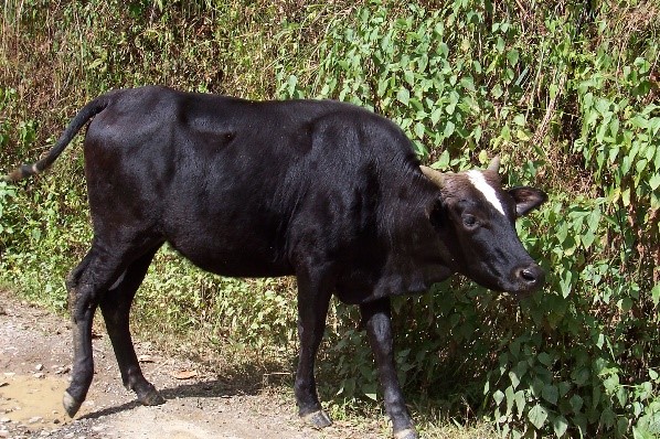 Thutho